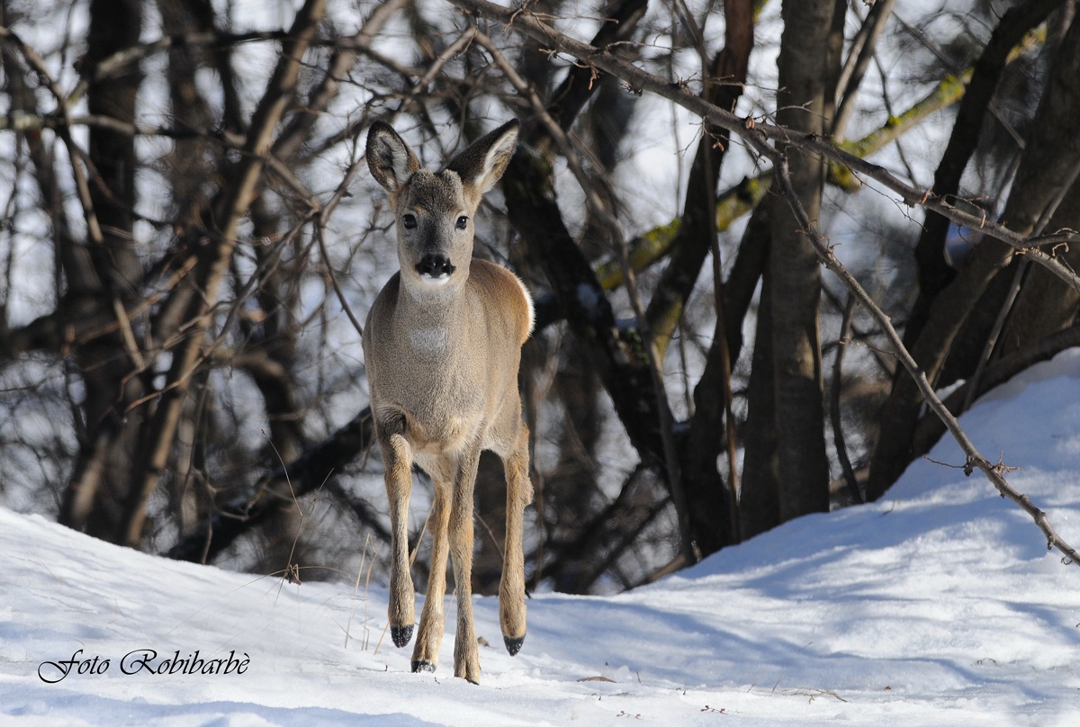 Capriolo ... d'inverno ......