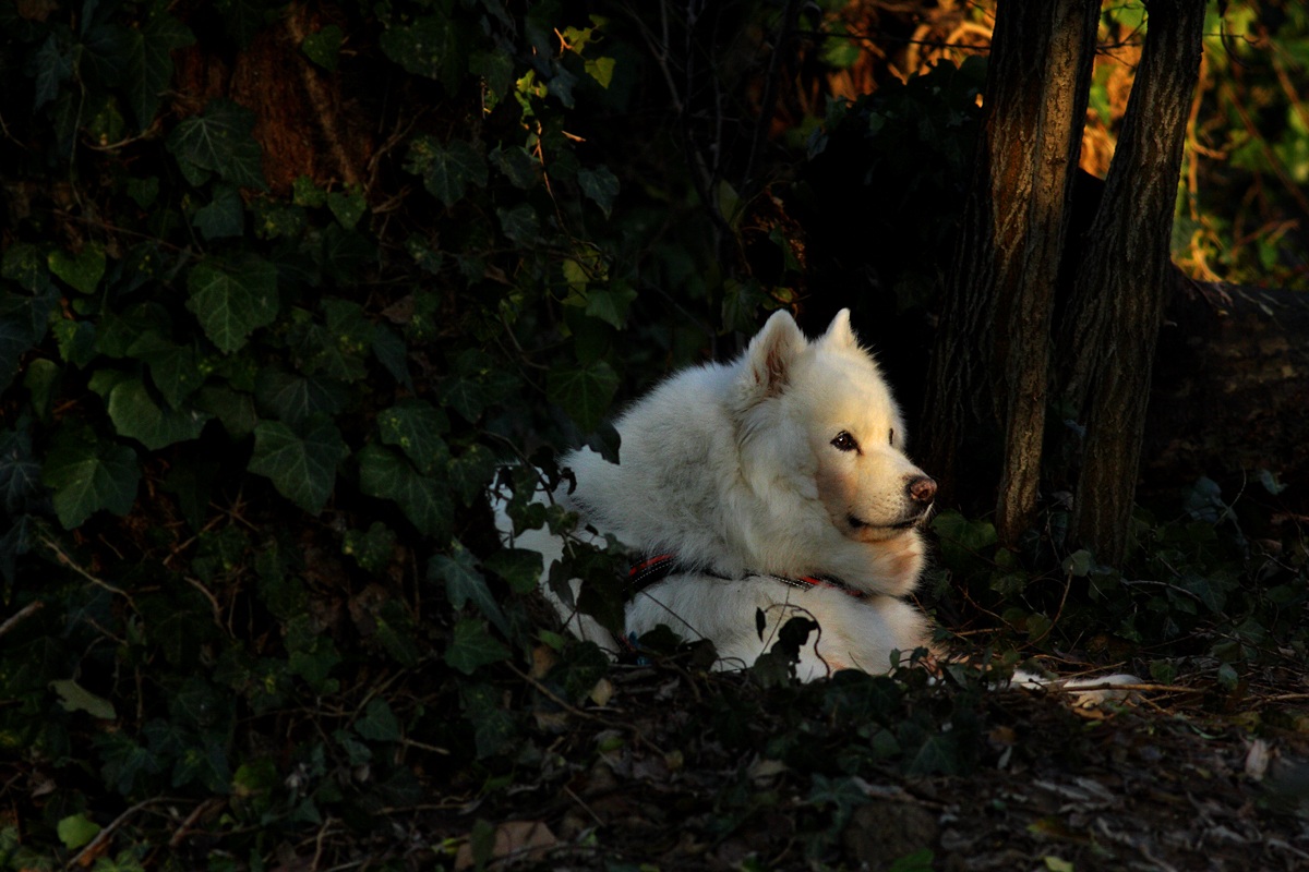 Samoyed in the woods...