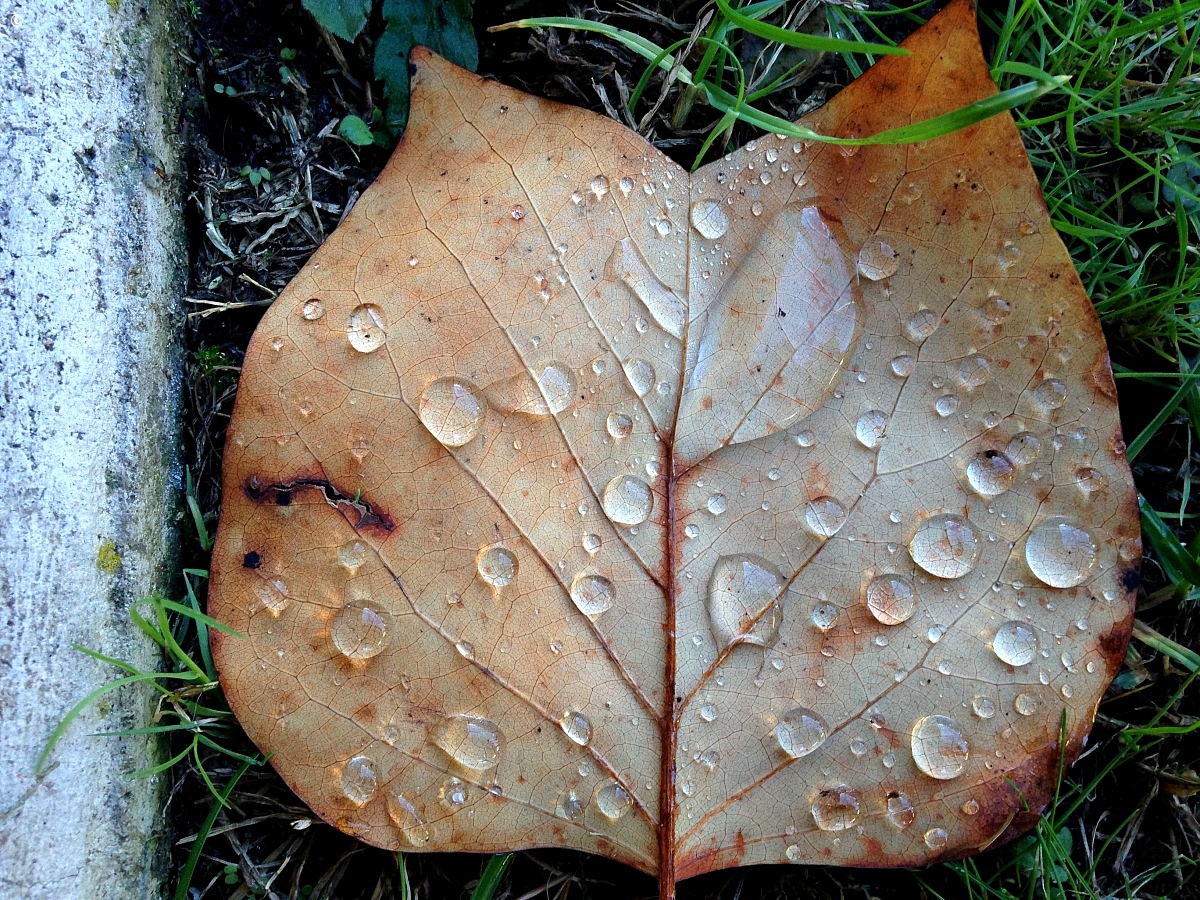 Kissed autumn leaf...