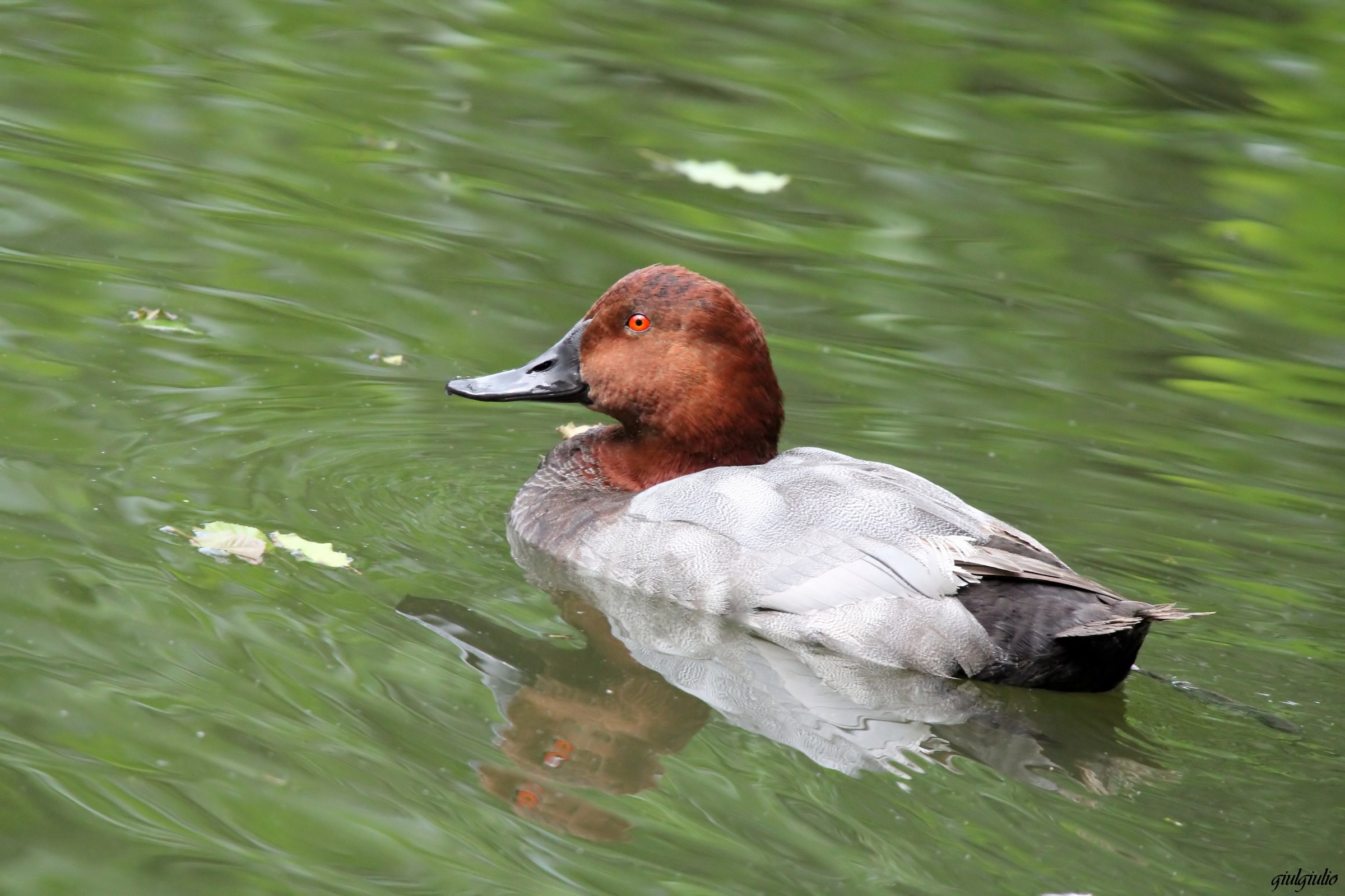 Pochard...