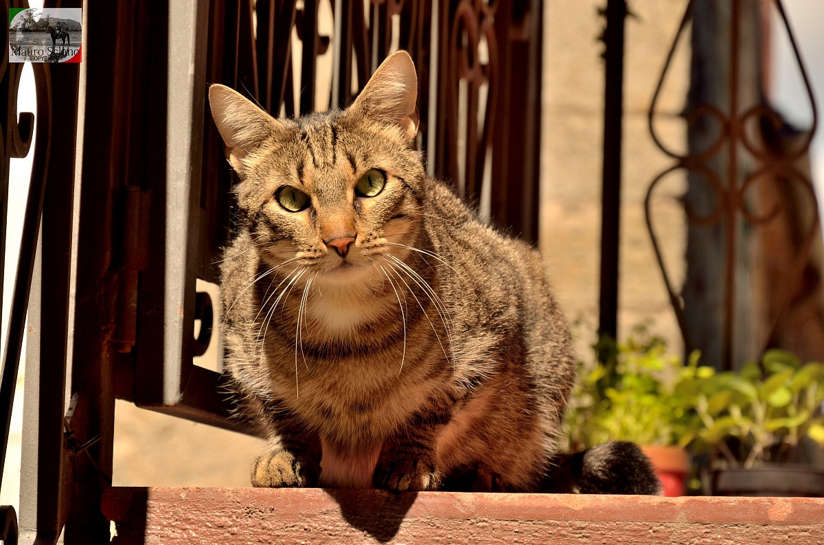 Gatto di Roccastrada...