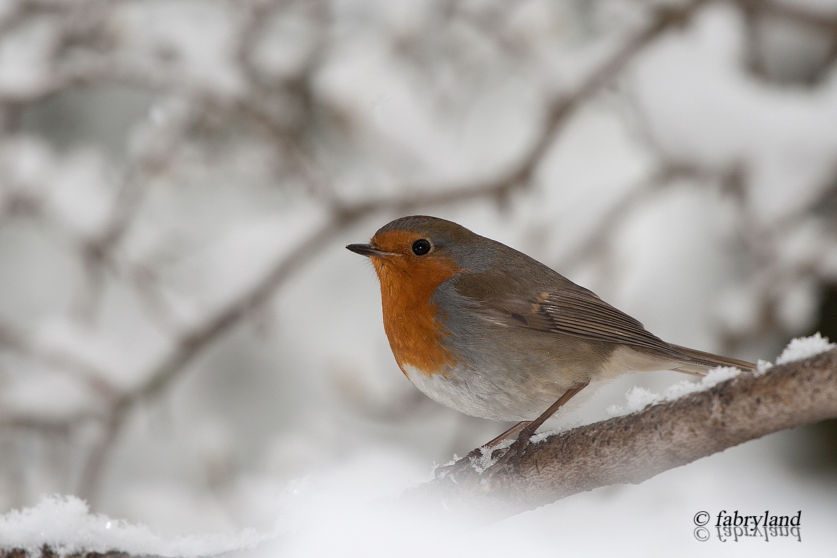 The robin under the flakes...