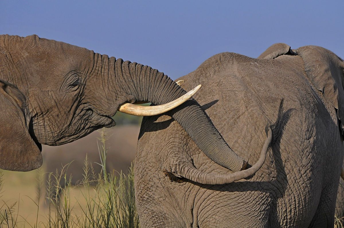 Tusks, trunk and tail...