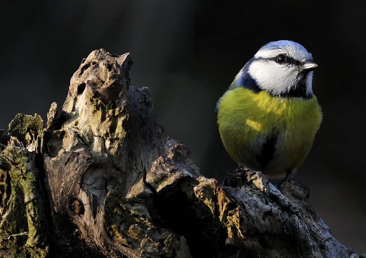 Blue Tit...