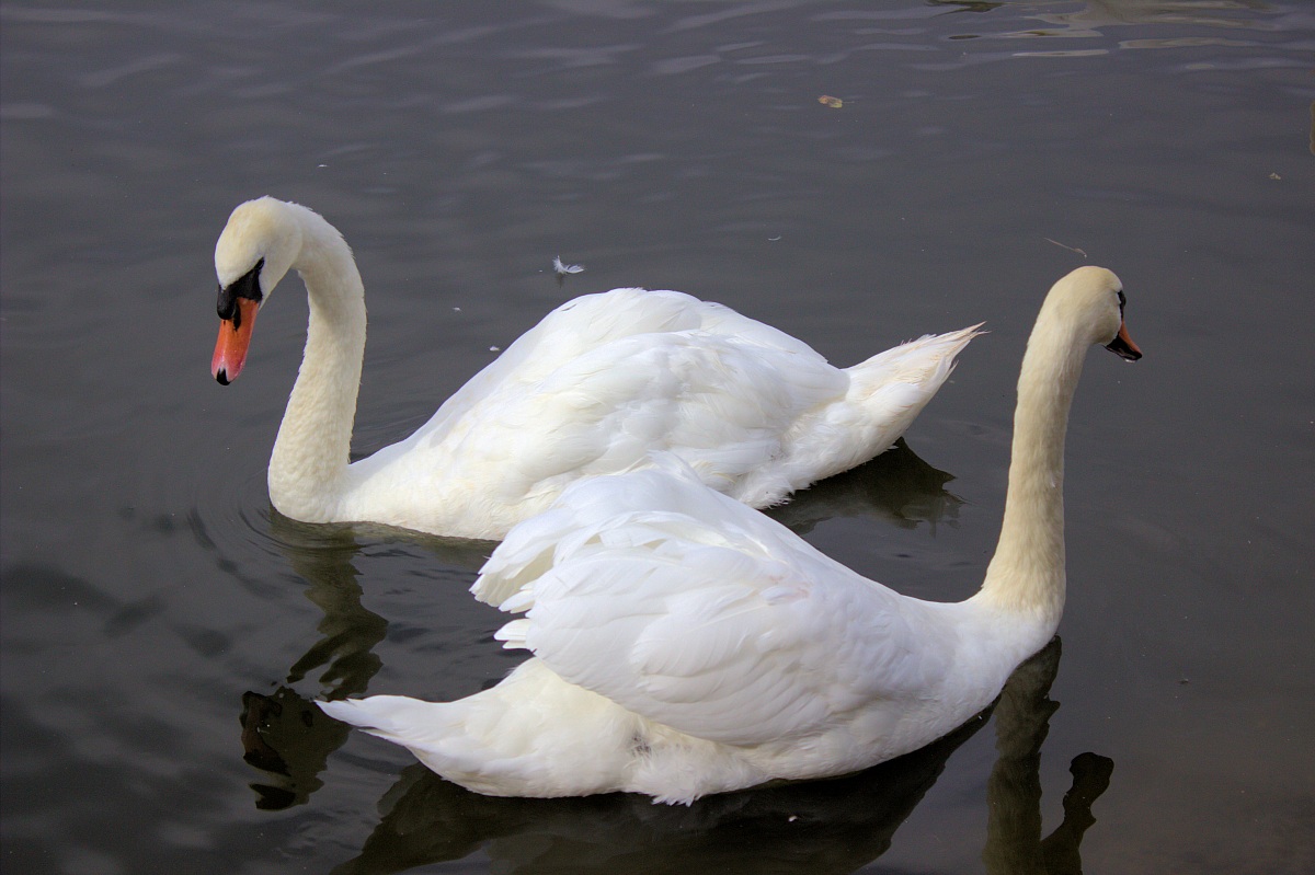 Serpentine Swans...