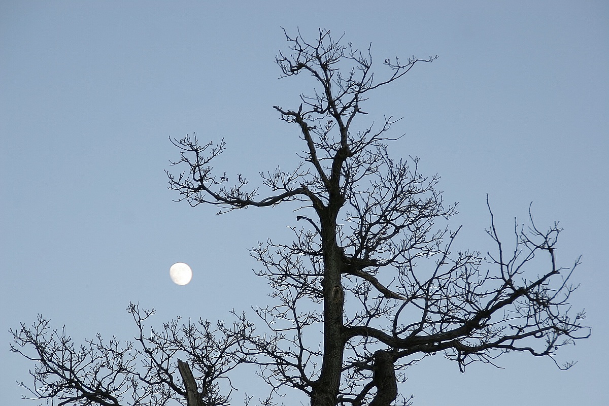 tree that looks at the moon...