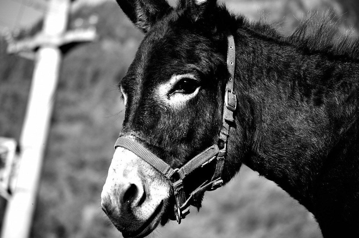 Donkey BN...