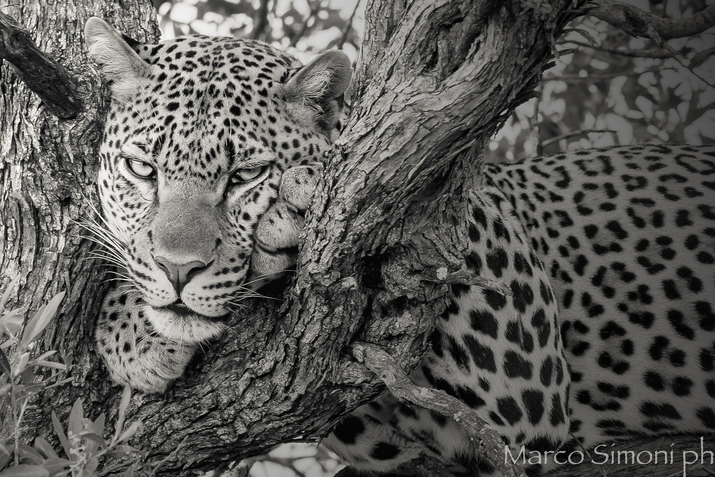 portrait of a leopard in the Masai Mara...