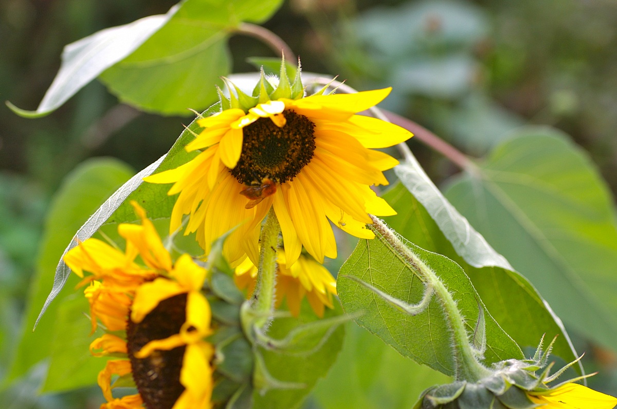 sunflower...