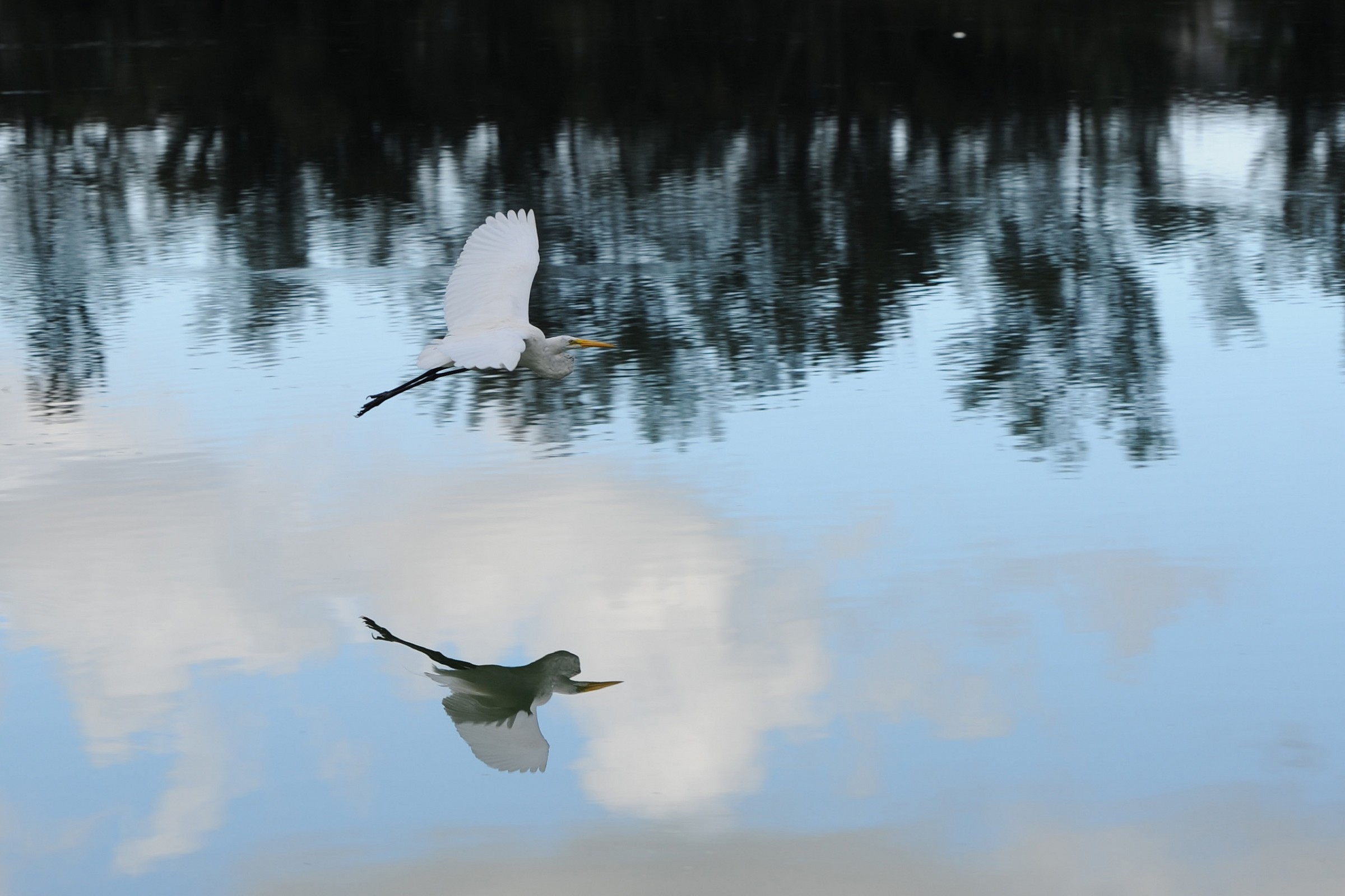 Great Egret - Ardea alba...