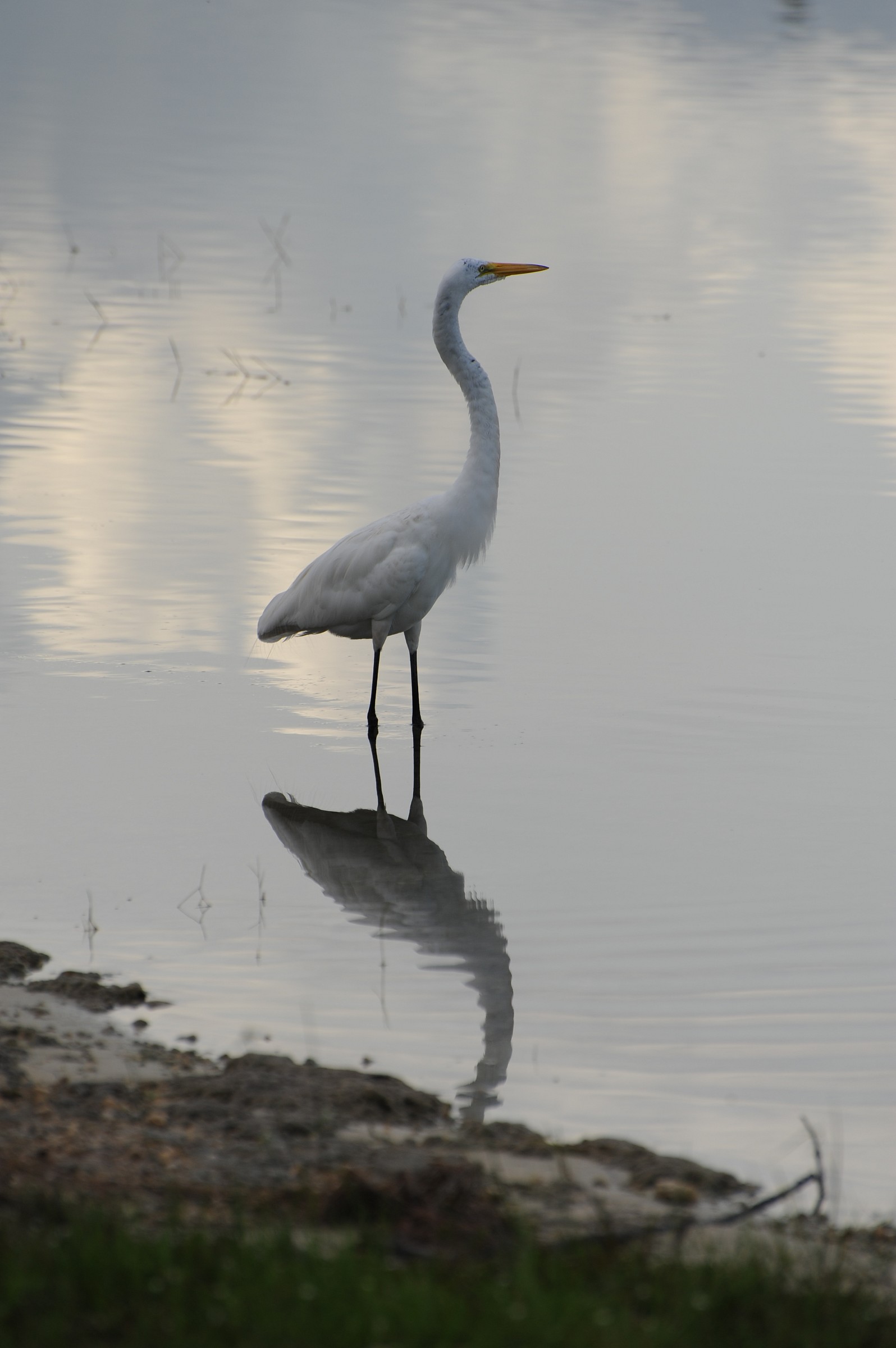 Airone bianco - Ardea alba...