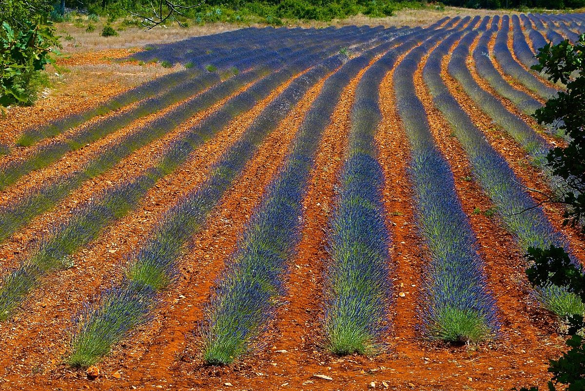 Lavender Provence...