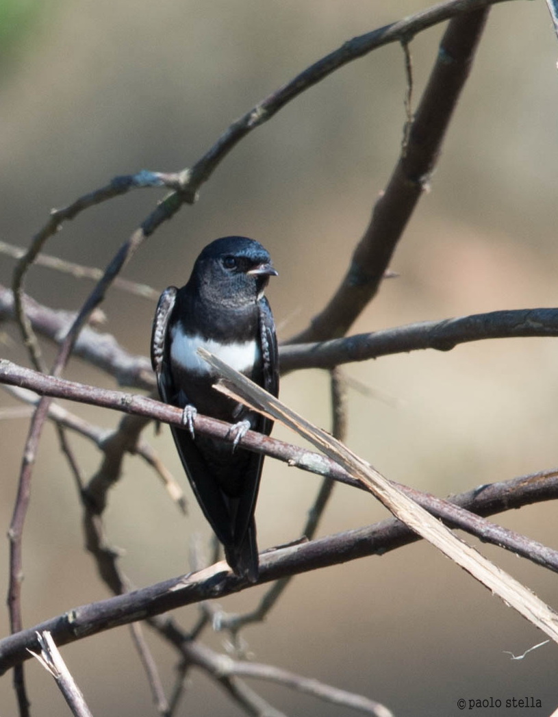 White-banded Swallow (Atticora fasciata)...