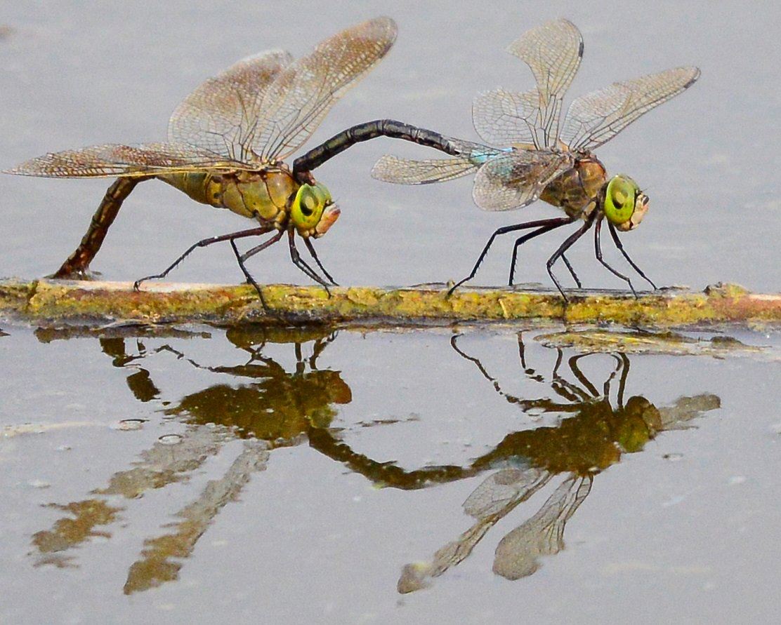 Act of love - Dragonflies -...