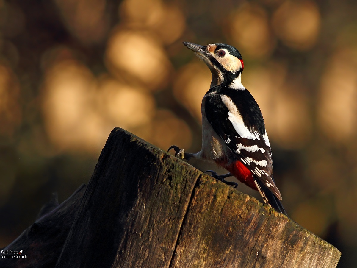 Red Woodpecker male...