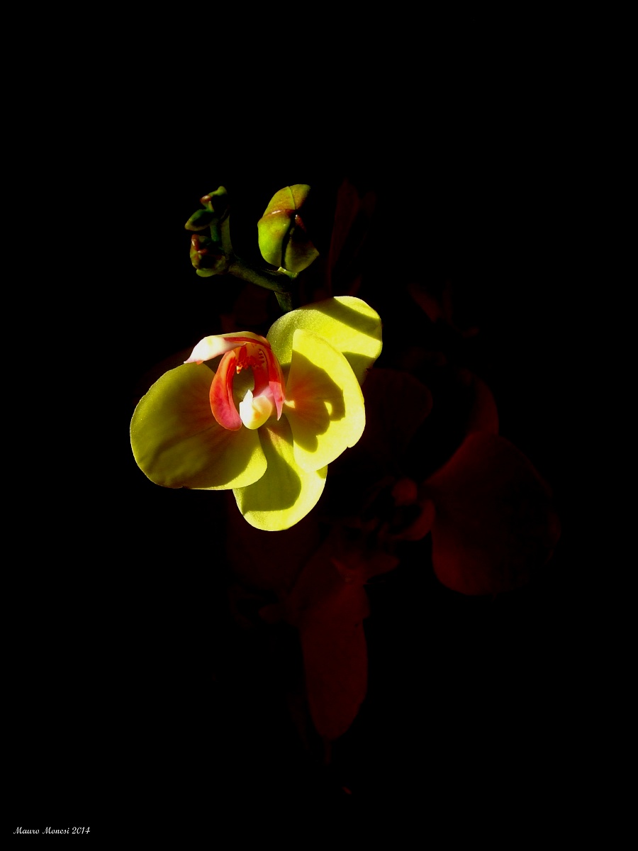 Orchidea phalaenopsis...