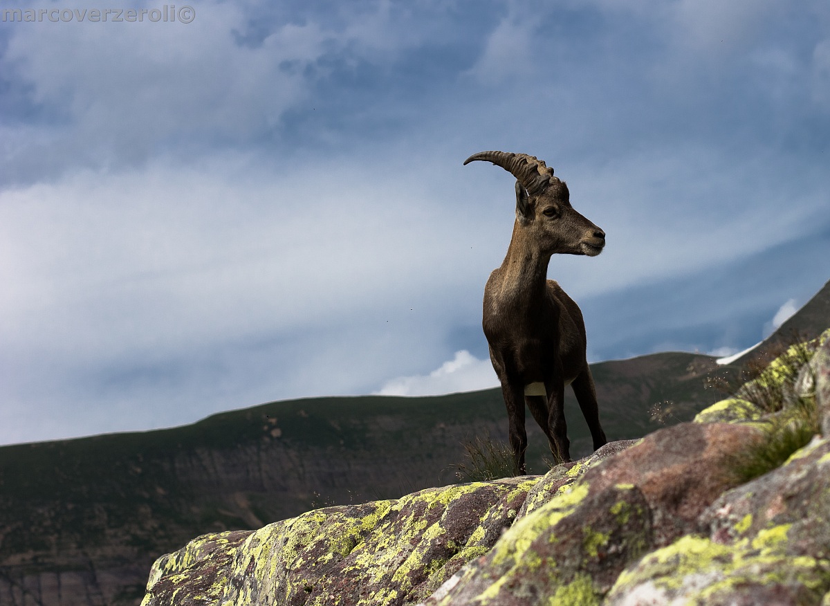 Young male ibex...