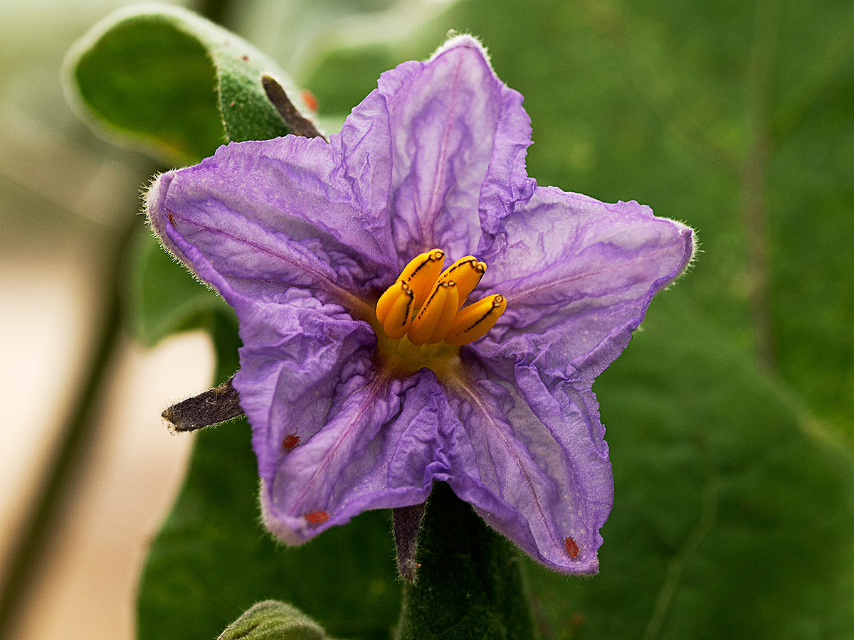 Eggplant flower...