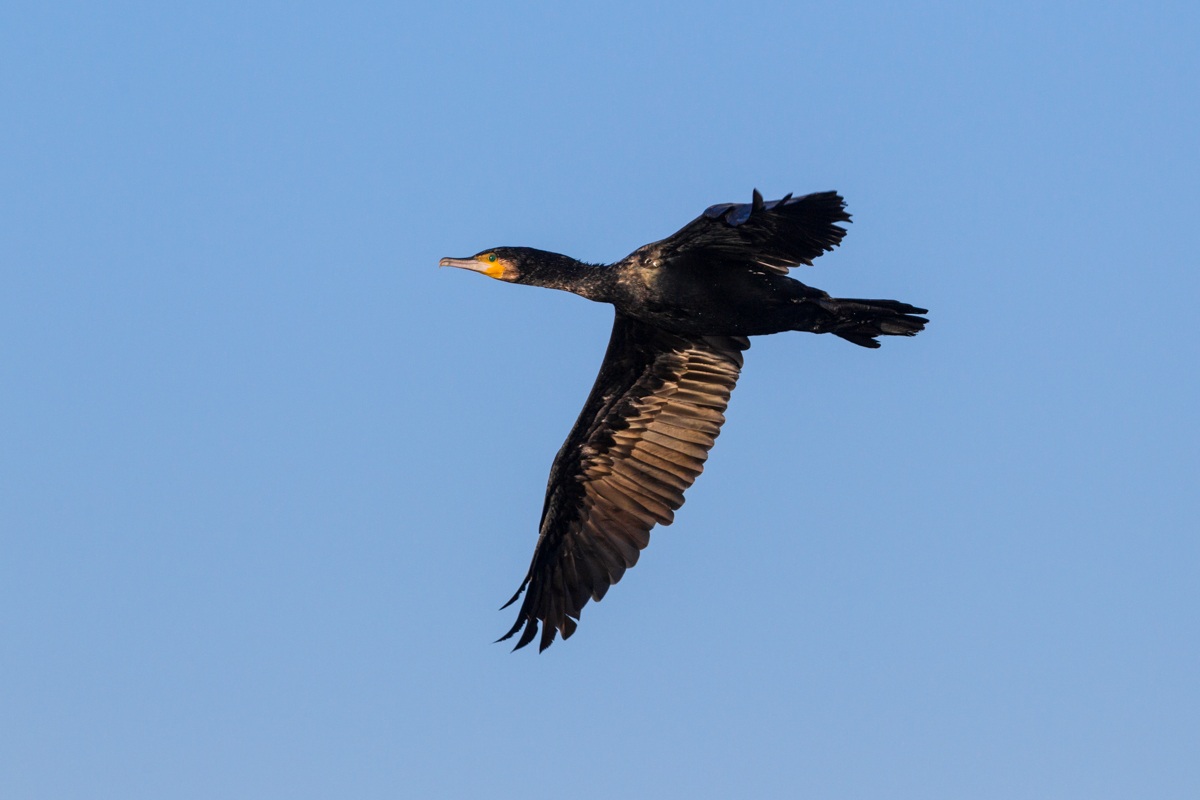 The Flight of the Cormorant ......