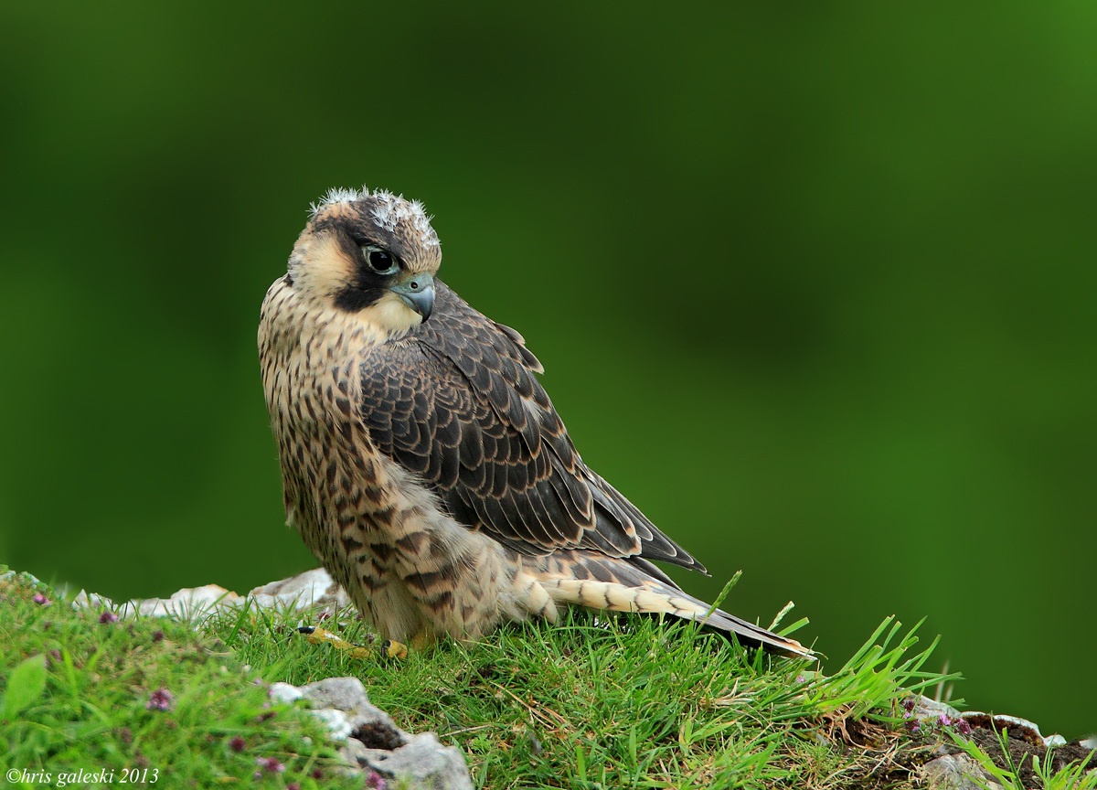 in thought   eyas peregrine...