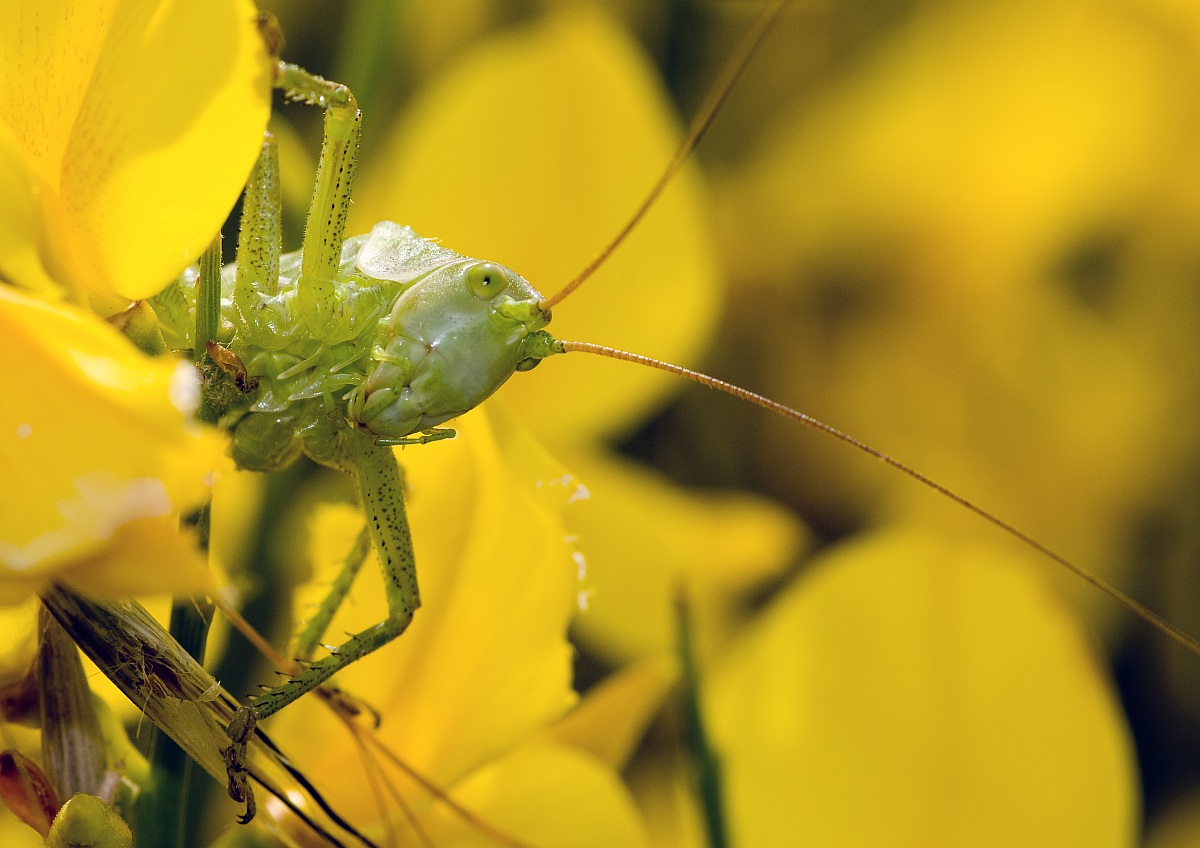 Macro...