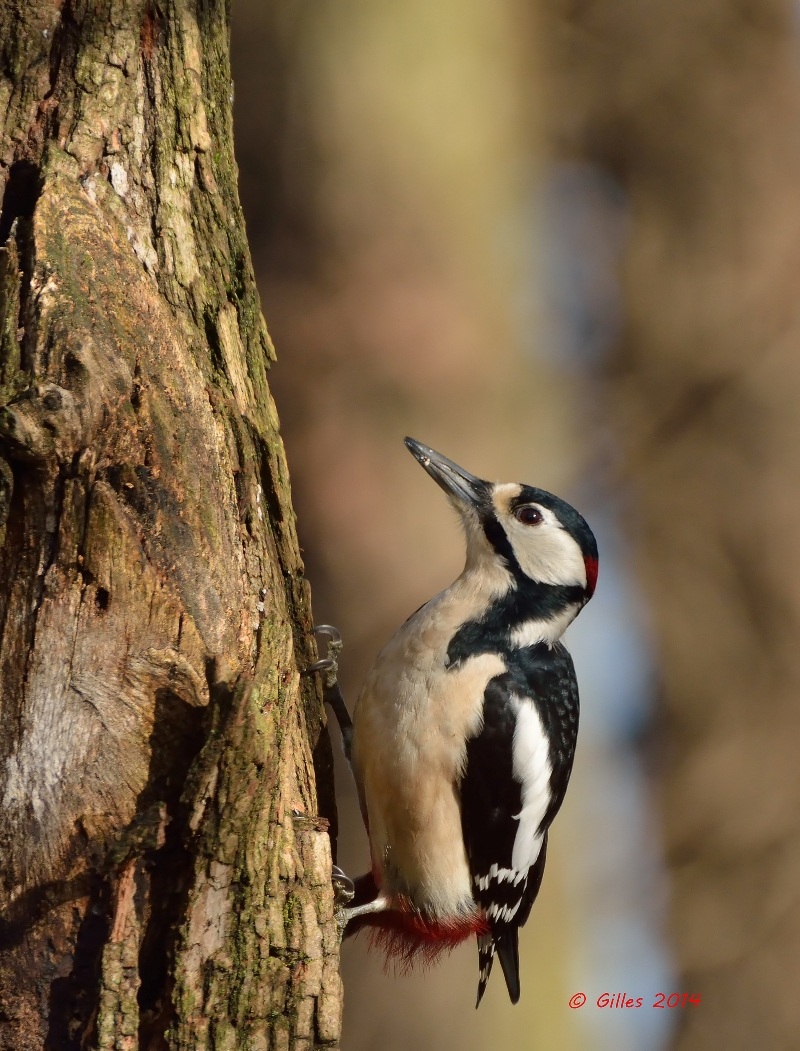 Great Spotted Woodpecker (Dendrocopos major)...