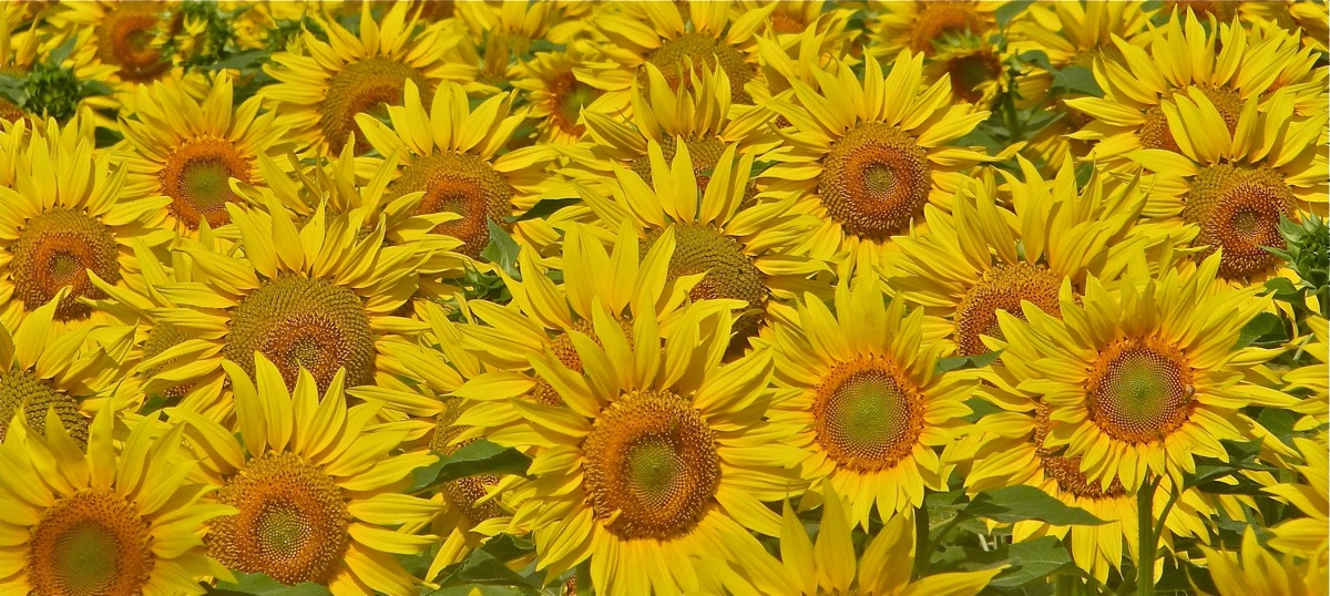 girasoli in un meriggio d'estate...