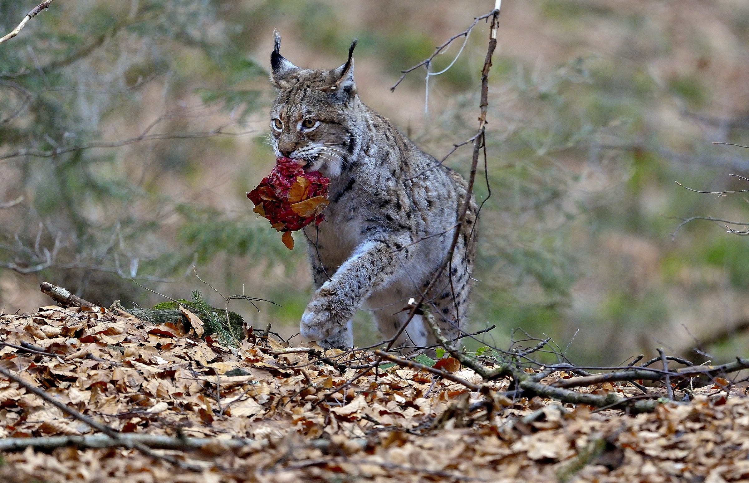 Bayerischen - lynx with jelly...