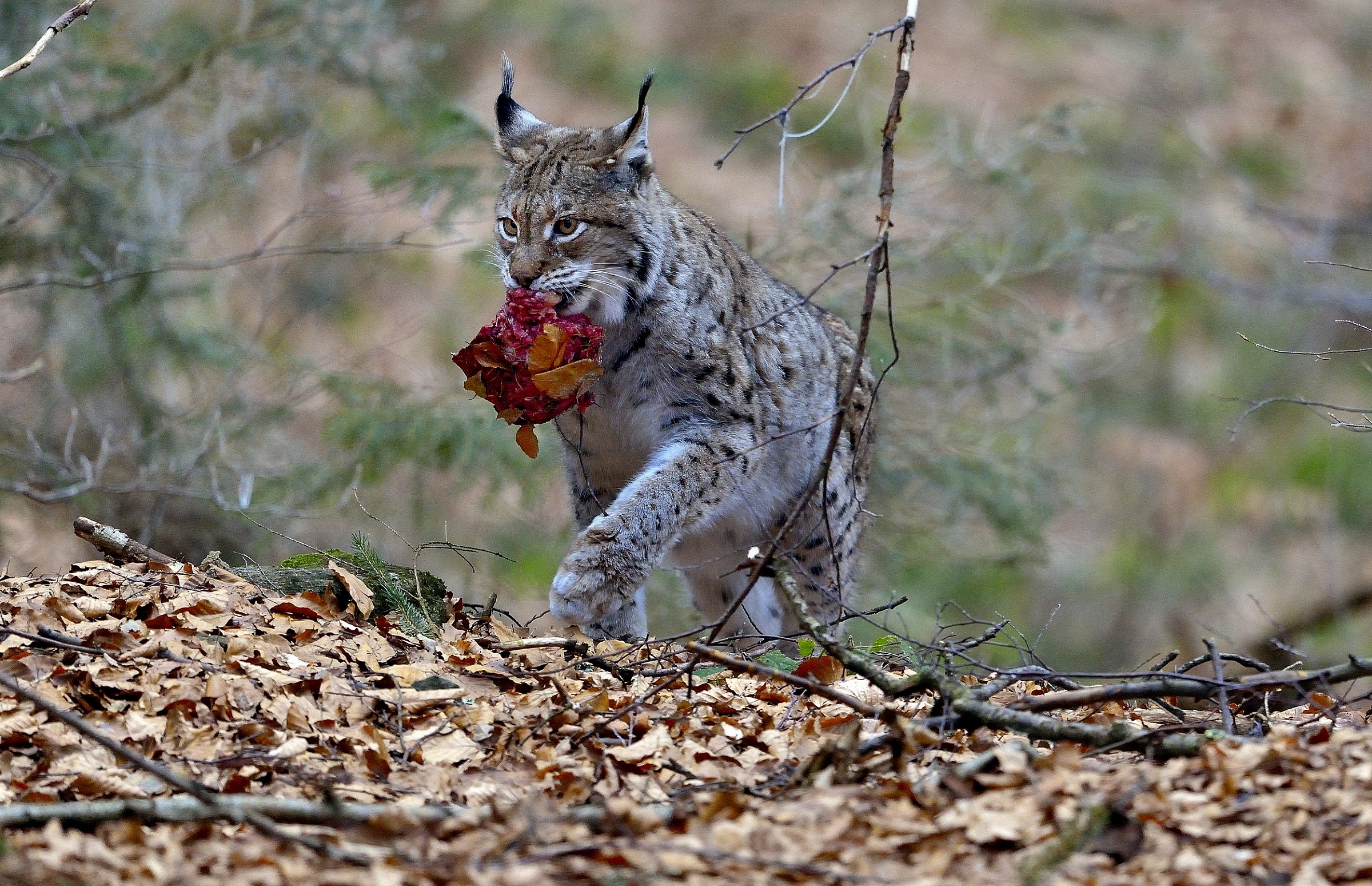 Bayerischen - lince con la pappa...