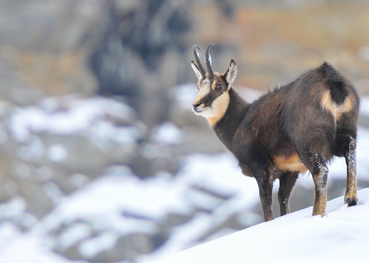 chamois in the park of Gran Paradiso...