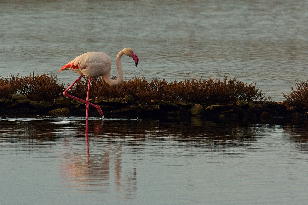 Flamingo walking...