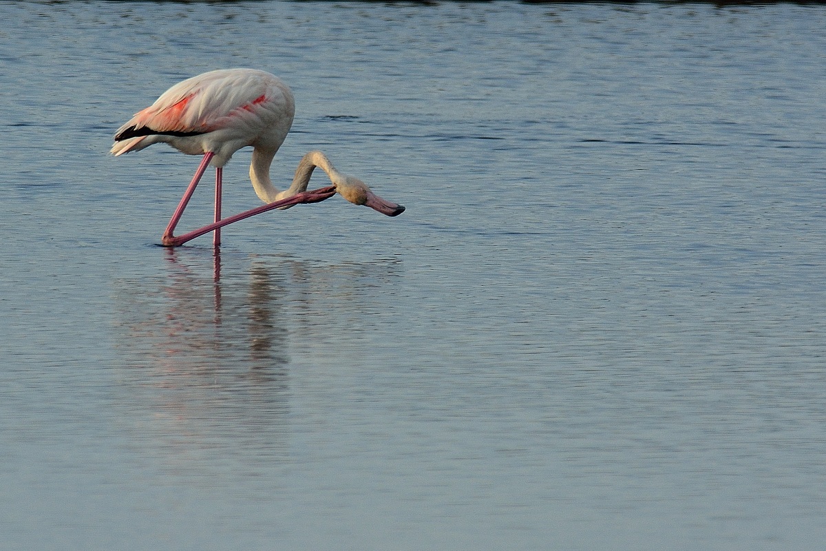 Flamingo with problems ........