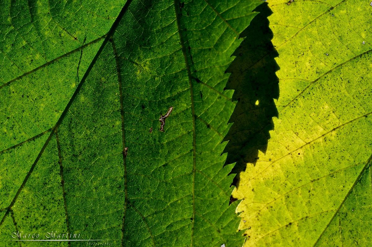 Leaf on leaf leaf creates!...