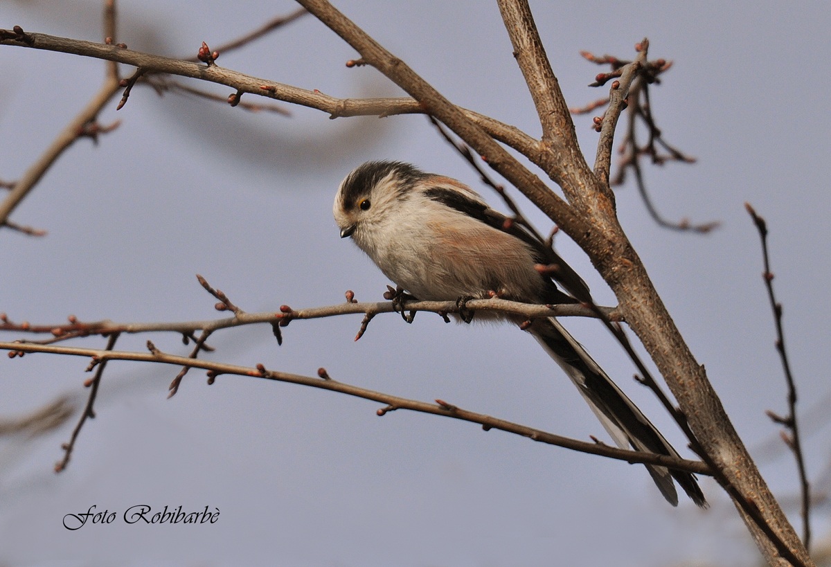 Long-tailed Tit .......