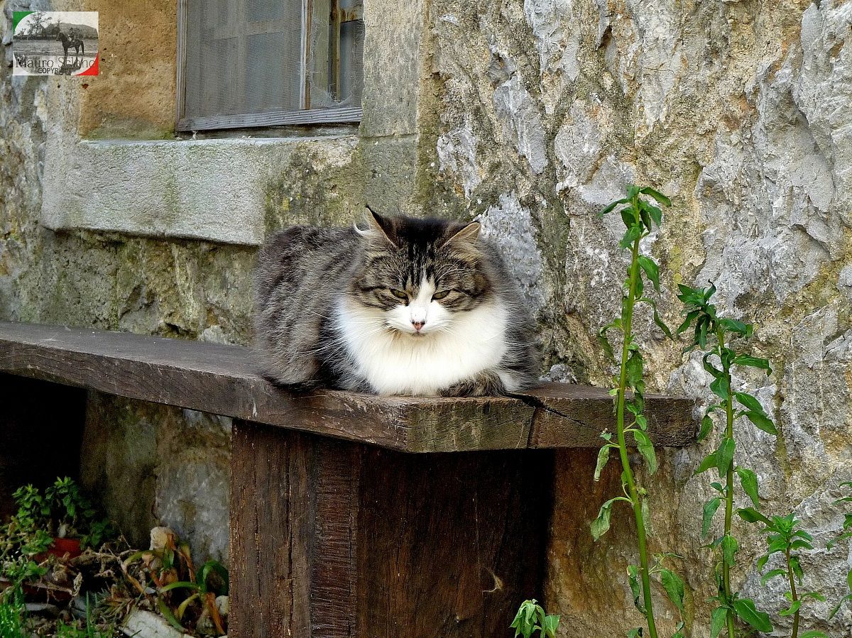 Gatto di Roccalbegna...