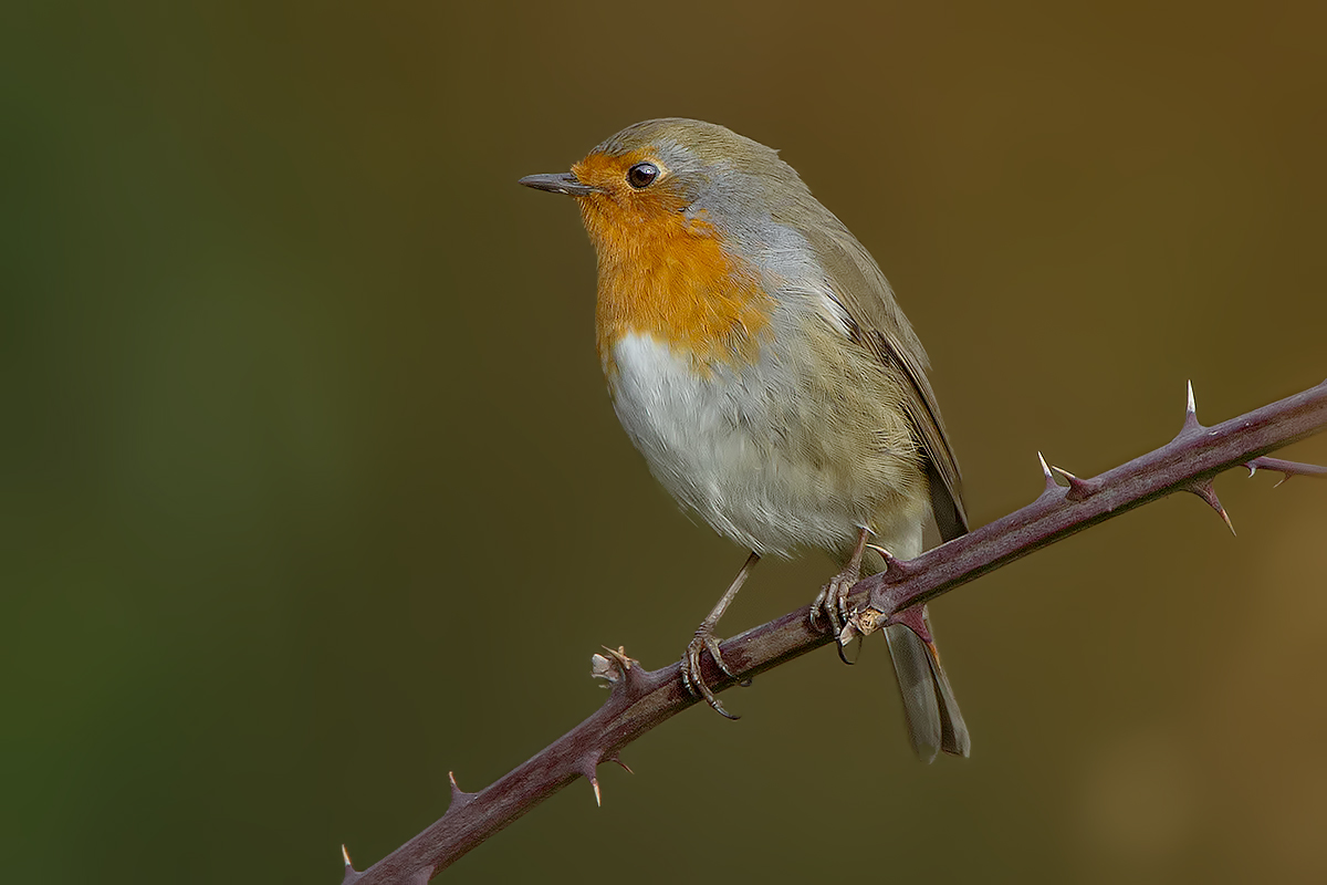 Robin (in the dark ...)...