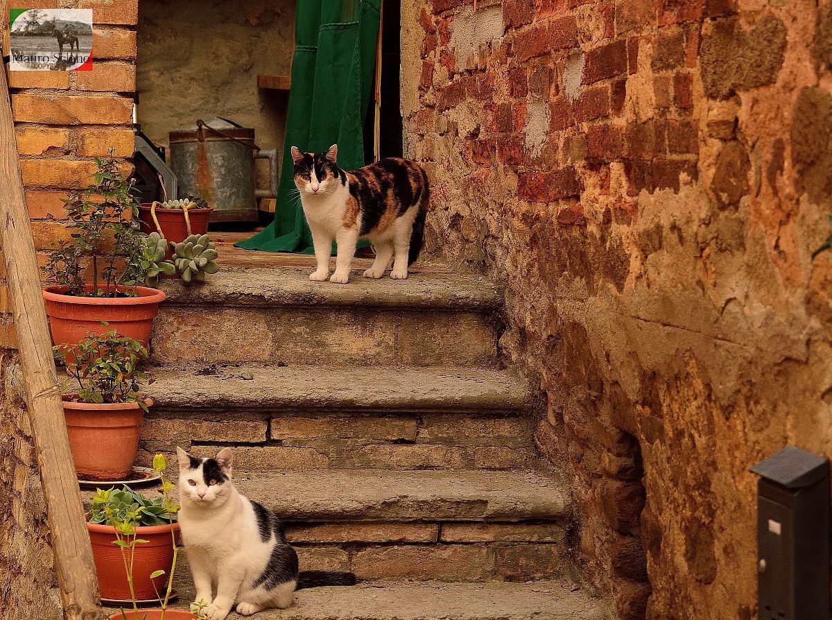Cats of Sant'Angelo in Colle...