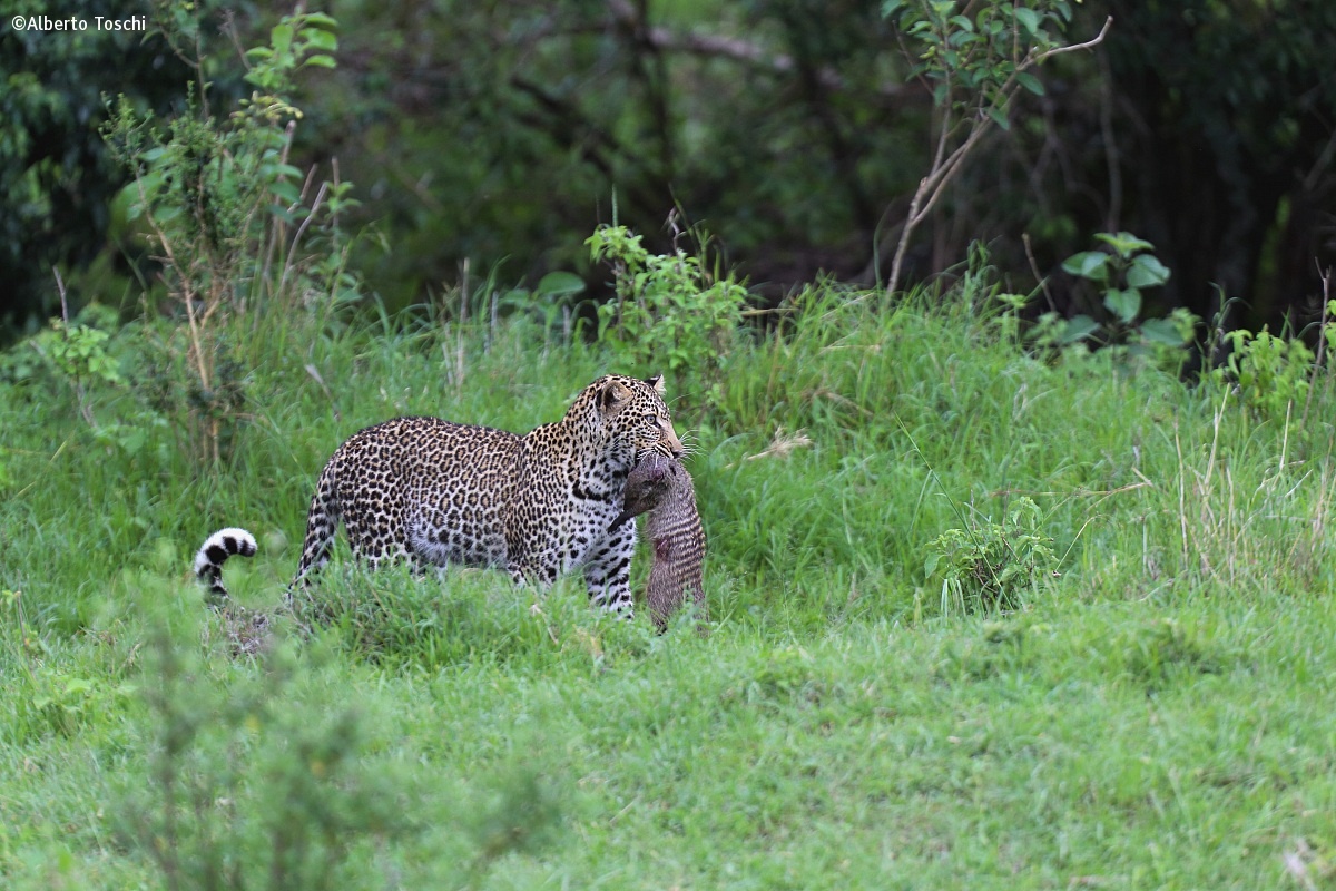 Leopard with mongoose...