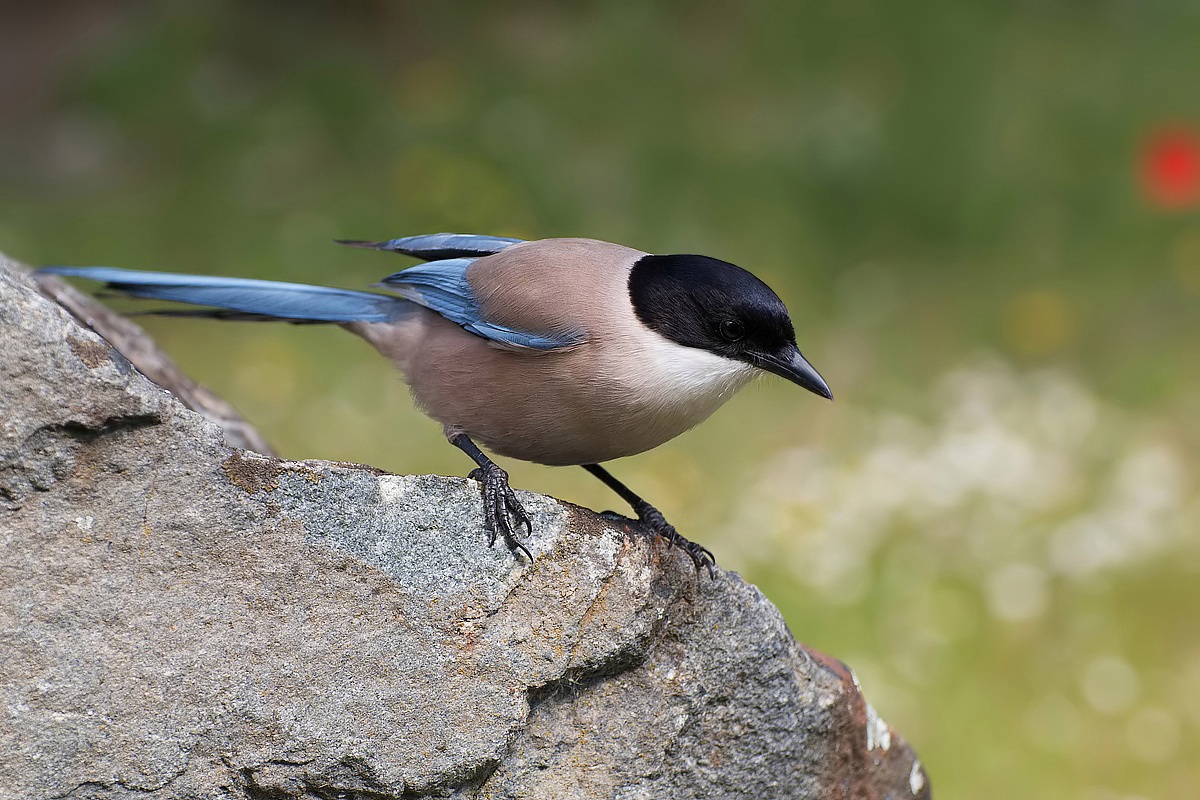 Azure-winged Magpie....
