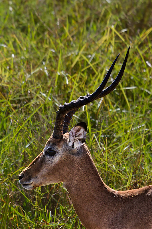 South Luangwa National Park - Zambia...