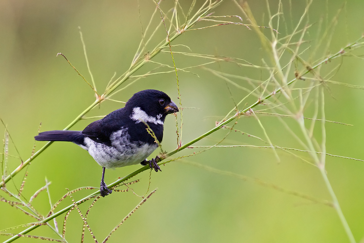 Seedeater variable...