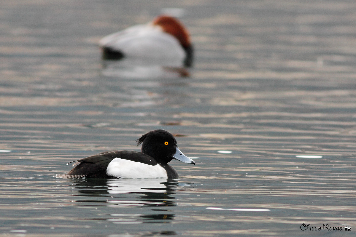 Male Tufted Duck...
