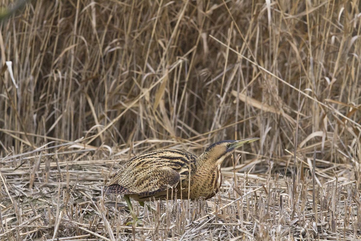 Bittern...