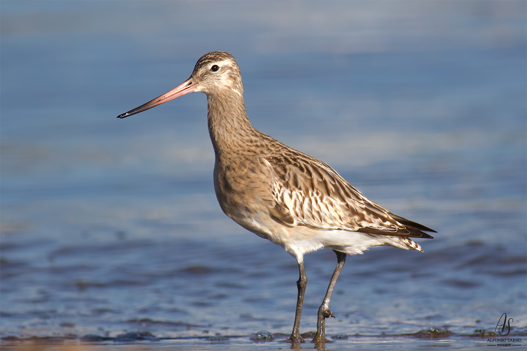 Lesser Godwit...