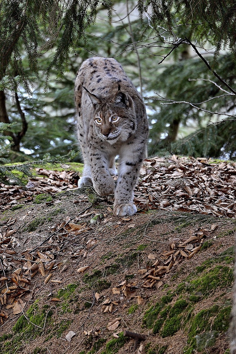 Bavarian-Lynx...