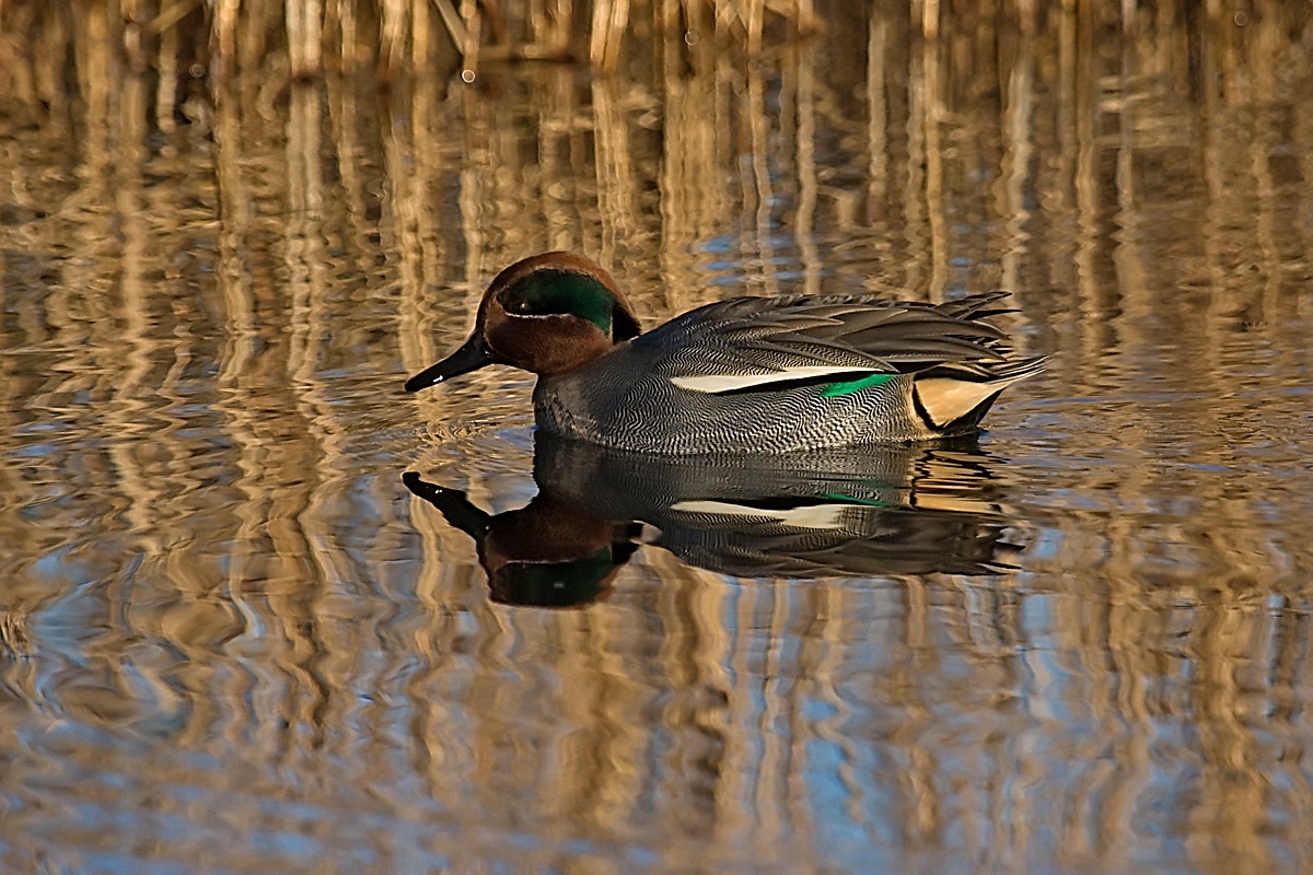 Male Teal...