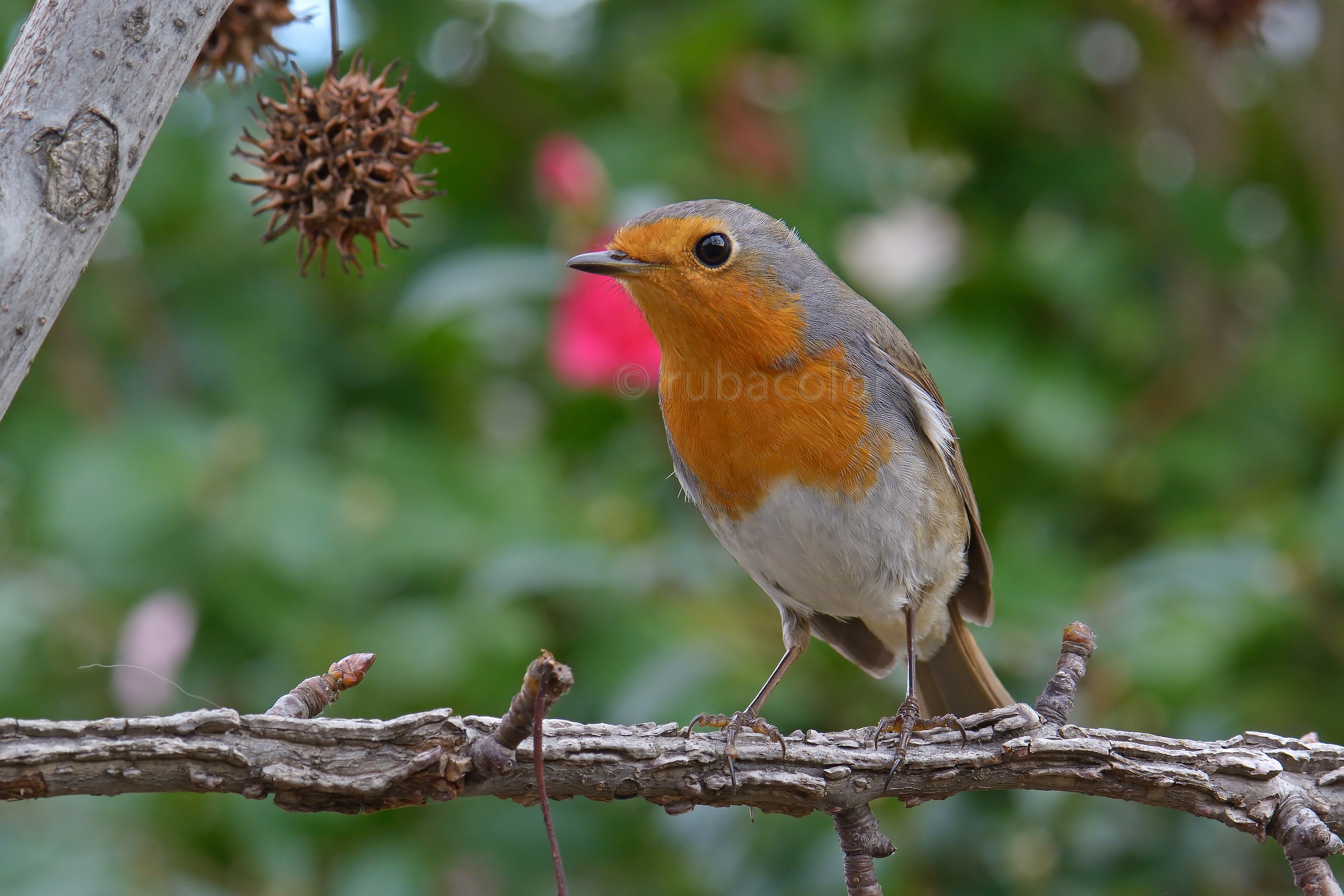 A robin 105 macro lens...