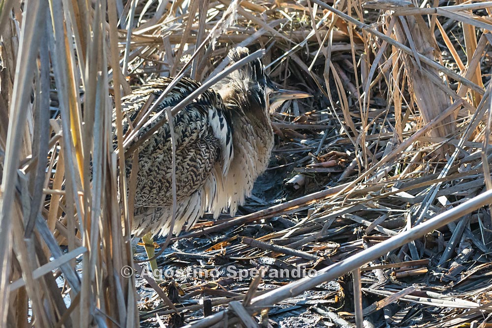 Today Bittern eating fish...