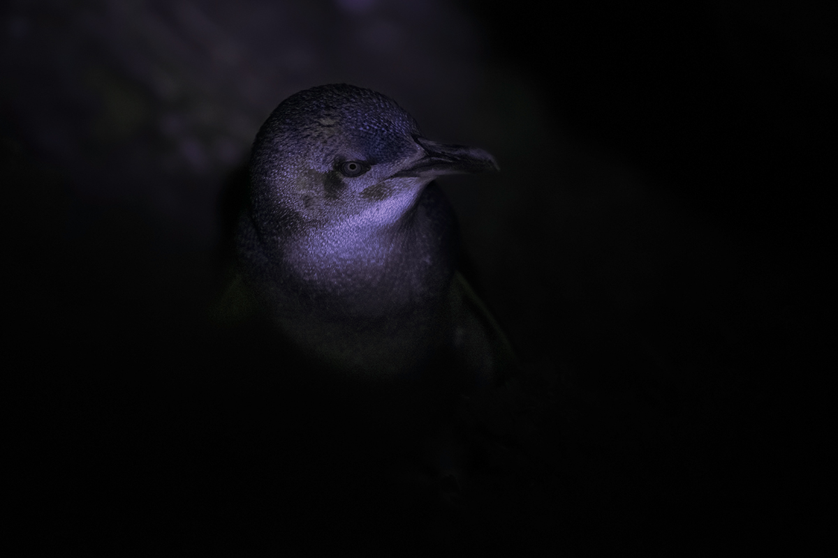 Little Penguin - Eudyptula minor...