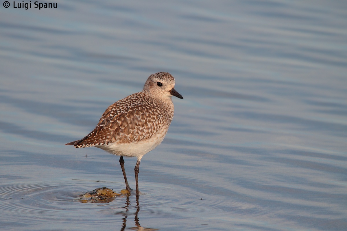 Black-bellied Plover...